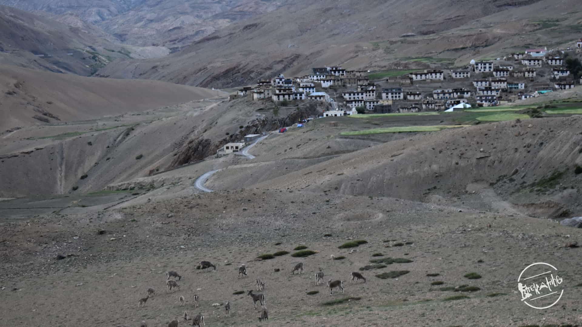 heard of blue sheep in gete